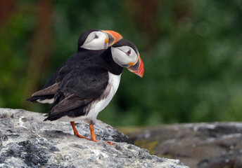 Puffins are any of three species of small alcids in the bird genus Fratercula. These are pelagic seabirds that feed primarily by diving in the water. They breed in large colonies on coastal cliffs.r