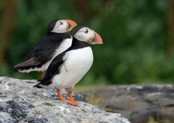 Puffins are any of three species of small alcids in the bird genus Fratercula. These are pelagic seabirds that feed primarily by diving in the water. They breed in large colonies on coastal cliffs.r