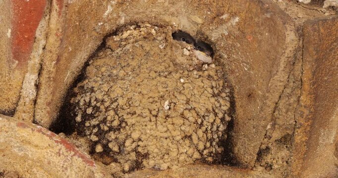 Chicks of Common house martin, waiting for feed in the nest. France