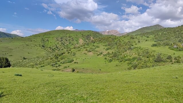 Spring green meadows, in the foothills of the Sairam-Ugam National Park. Turkestan region, Republic of Kazakhstan.