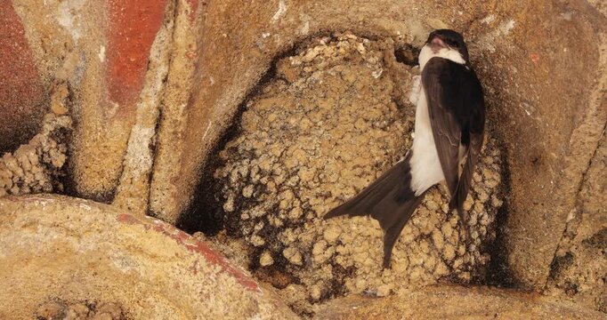 Common house martin. Parents flying back to a full nest with chicks.