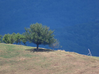 lonely tree on the hill