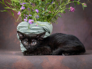 A small black kitten with huge green eyes poses with flowers on a brown background. Studio shooting