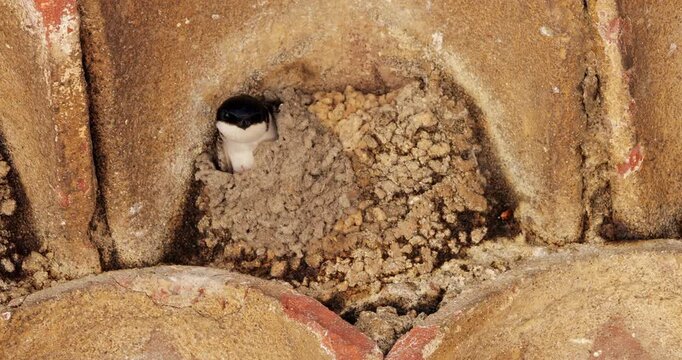 Common house martin. Parents flying back to a full nest with chicks.