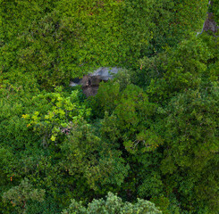 Nest of a Egyptian vulture (Neophron percnopterus) with a fully fledged chick. Cantabria, Spain, Europe