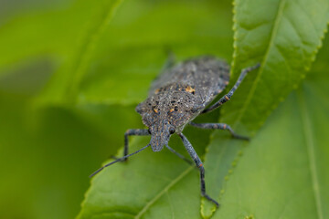 The bug is shield-shaped, approximately 13 ,17 mm long, with a distinctive brown, marbled or mottled 