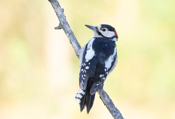 Great spotted woodpecker, Dendrocopos major. Bird sitting on a branch against a beautiful background