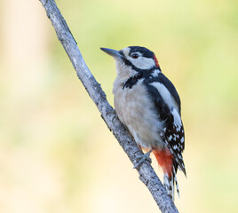 Great spotted woodpecker, Dendrocopos major. Bird sitting on a branch against a flat background
