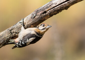 Great spotted woodpecker, Dendrocopos major. The bird clings to a thick dry branch