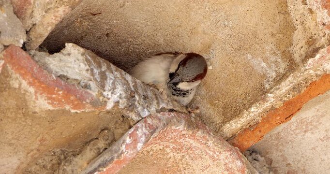 House sparrow , adult, male under a tiled roof.