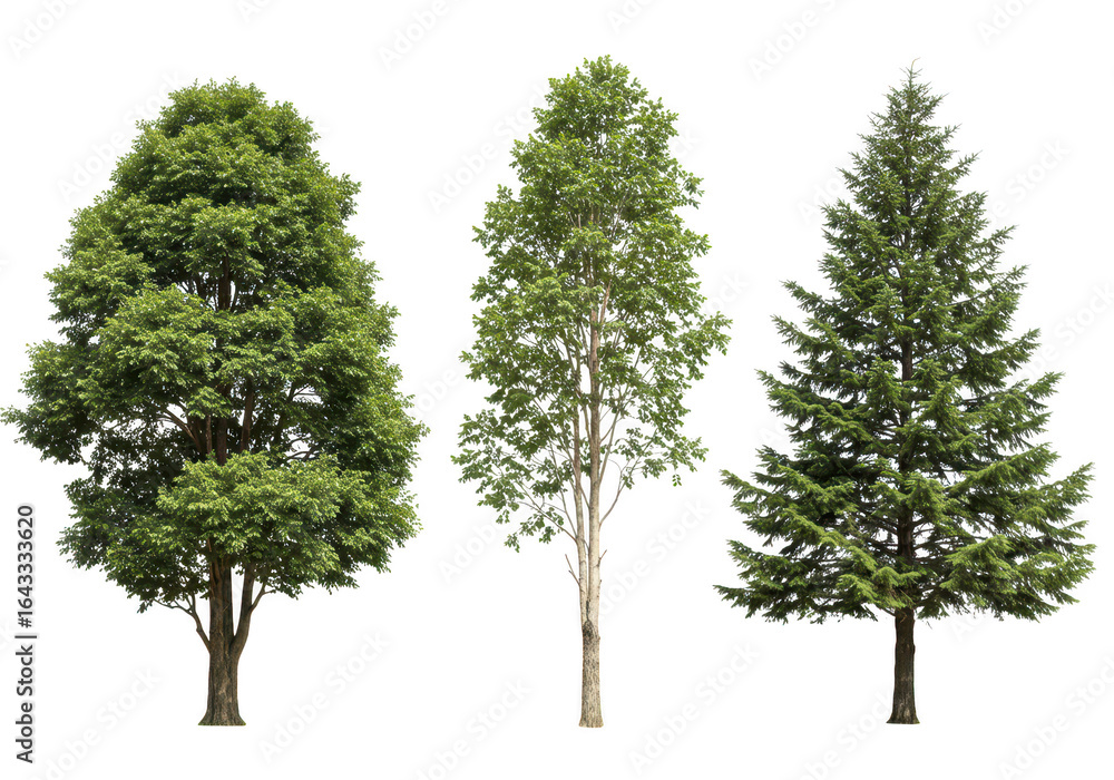 Poster three different types of trees including a deciduous, an evergreen, and a conifer, isolated on trans