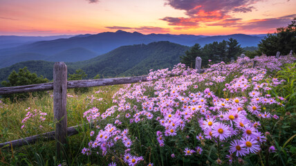 Obraz premium lavender field at sunset