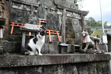 A black and white cat sits peacefully at a Japanese shrine decorated with small orange torii gates and stone statues in Kyoto 