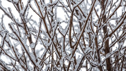 Winter branches covered in ice after freezing rain, nature texture, cold weather, frosty frozen plants background