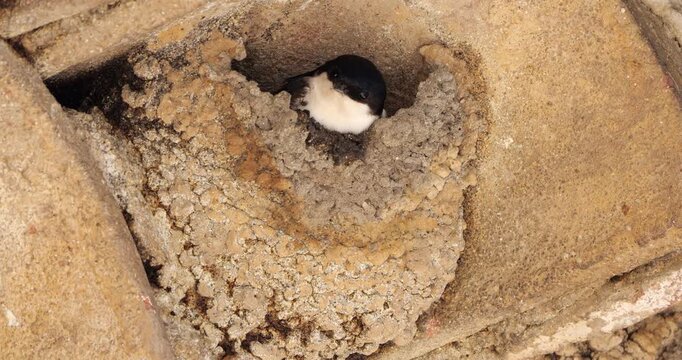 Common house martin. Parents flying back to a full nest with chicks.