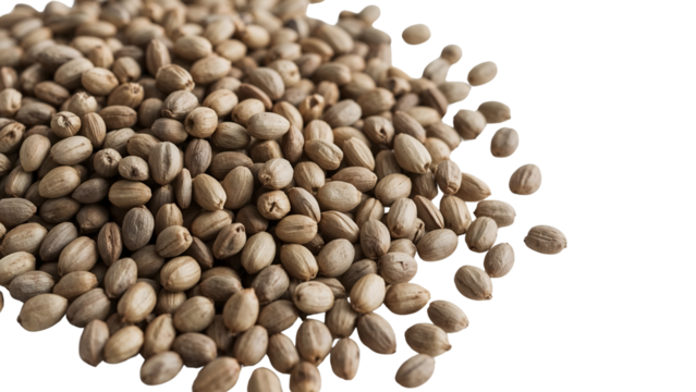 Pile of hemp seeds on the transparent background, healthy vegan protein, superfood ingredient, natural organic nutrition, closeup macro texture