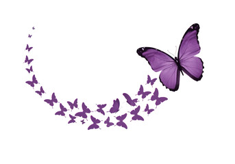 A flock of small purple butterflies flying in a curve with a large purple butterfly leading the way, isolated on transparent background
