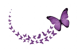A flock of small purple butterflies flying in a curve with a large purple butterfly leading the way, isolated on transparent background