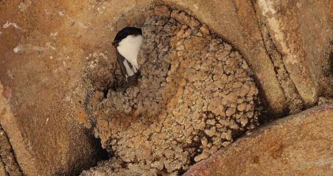 Common house martin. Parents flying back to a full nest with chicks.