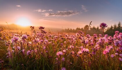 Fototapeta premium floral vista at dawn a soft dreamy composition of delicate pink wildflowers in a field illuminated by the first light of the rising sun conveying peace and natural beauty