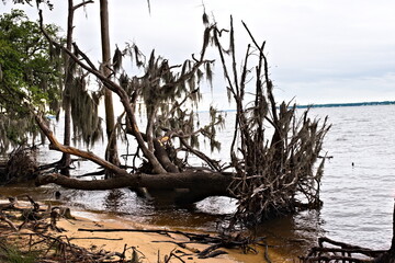 The Live Oak Trail is a hiking trail in Goose Creek State Park, along the Pamlico River, is a...