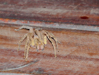 Close-up of Central American wandering spider, Phoneutria depilata, mittelamerikanische Wanderspinne, Bananenspinne