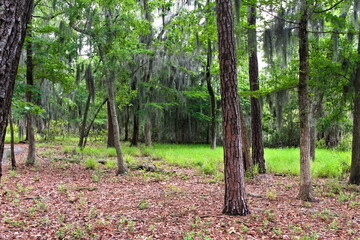 The Fatty Creek Trail at Goose Creek State Park winds through beautiful trees covered in Spanish Moss.