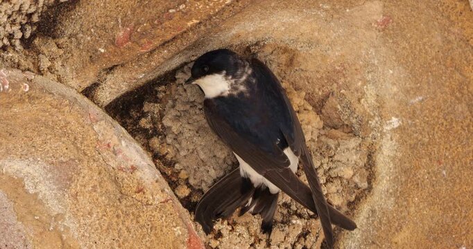 Common house martin. Parents flying back to a full nest with chicks.