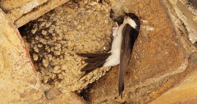 Common house martin. Parents flying back to a full nest with chicks.