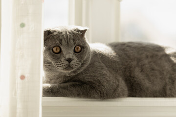 A cat lounging on a windowsill