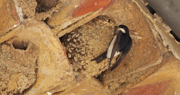 Common house martin. Parents flying back to a full nest with chicks.