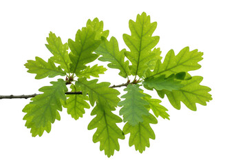 Fototapeta premium A vibrant green oak leaf branch isolated on a transparent background, showcasing the intricate details of its lobed leaves and natural growth pattern