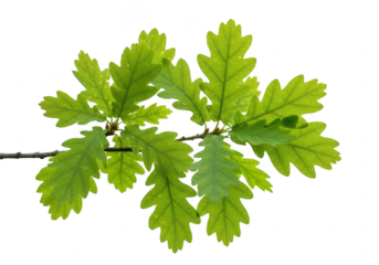A vibrant green oak leaf branch isolated on a transparent background, showcasing the intricate details of its lobed leaves and natural growth pattern