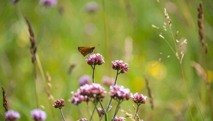Orange butterfly on purple flowers in meadow