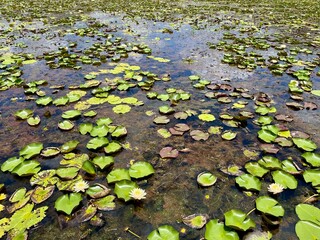 The lotus pond, surrounded by green lotus leaves. Flower close-up, floral, blooming flowers, in the pond, Pond plant 