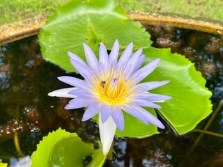 The purple lotus has yellow stamens in the center, surrounded by green lotus leaves. Flower...