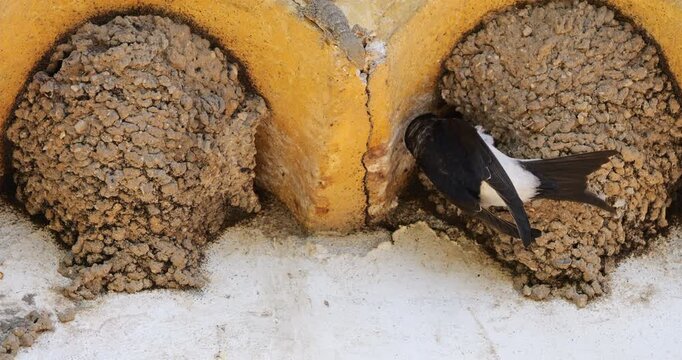 Common house martin. Parents flying back to a full nest with chicks.
