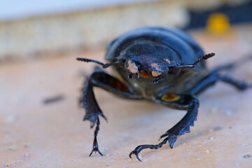 Close-up of European stag beetle, Lucanus cervus, Hirschkaefer