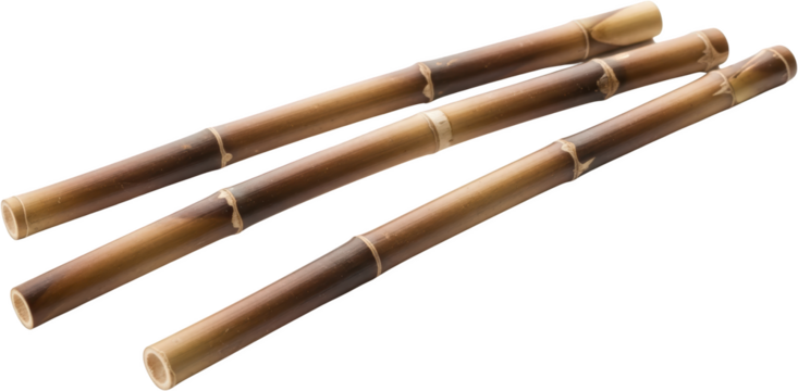 Three dried brown bamboo stalks with nodes and hollow ends isolate dried bamboo natural material organic