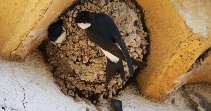 Common house martin. Parents flying back to a full nest with chicks.