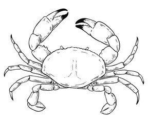 Crab png vintage black and white clipart
