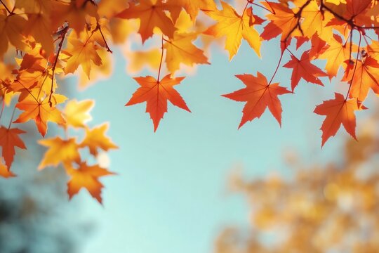 Vibrant autumn leaves in warm hues of orange and yellow hang from branches, set against a soft, blue sky. Nature's beauty.