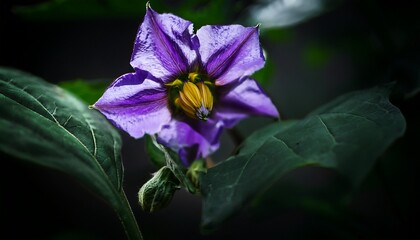 deadly nightshade plant poisonous belladonna flower dark purple bloom shadowy nightshade photography mysterious nightshade image