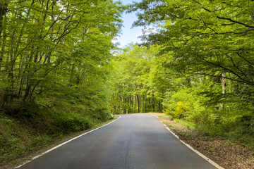 curving asphalt road through dense green forest under a clear blue sky. travel and nature landscape themes. fresh lush green