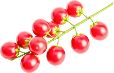 Small bright red berries cluster on a thin green stem a natural fruit on a dark background isolate berry