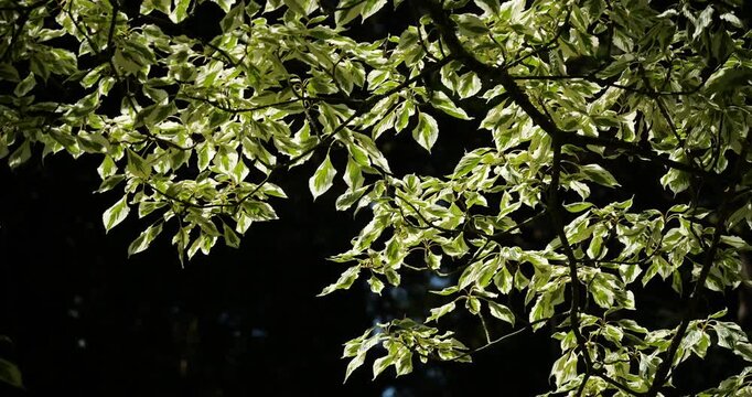 Cornus controversa, wedding cake tree, flowering plant native to China.