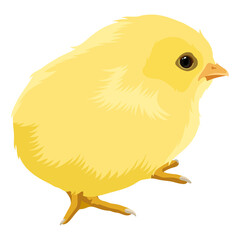 PNG baby chick illustration sticker, transparent background