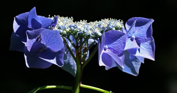 Hydrangea macrophylla, Hydrangea macrophylla . Species of flowering plant in the family Hydrangeaceae, native to Japan.