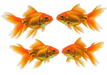 Fototapeta premium Four bright orange goldfish swimming gracefully, isolated on transparent background