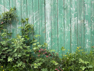 Photo of weathered green fence with wild Oregon coastal vegetation growing up it. JPEG, 12.1MB, 12.2MB, 12MB, 16x12in, 4800x3600px, 300p/i